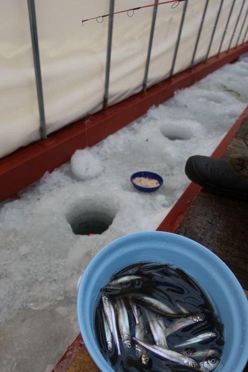 快釣の阿寒湖ワカサギ釣り！