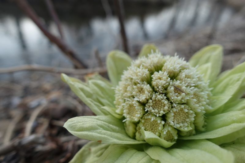 阿寒湖に花の春