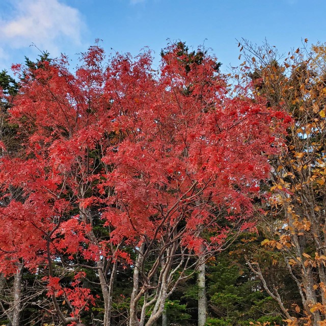 紅葉のチュウルイ島