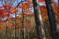 紅葉の阿寒川を歩く