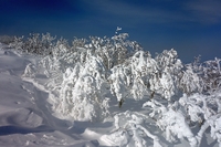 藻琴山樹氷散歩