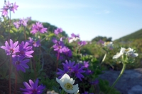 夏の大雪山縦走します２０１５後編