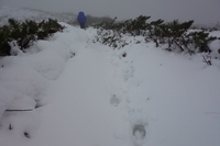 初雪の大雪山縦走・前編