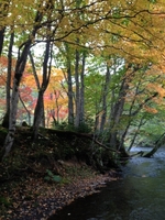 滝見橋・阿寒川紅葉情報２０１４