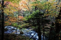 滝見橋・阿寒川紅葉情報２０１４