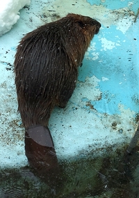 続　冬の釧路市動物園