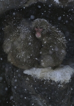 続　冬の釧路市動物園