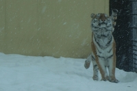 続　冬の釧路市動物園