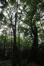 幻の橋　タウシュンベツ橋梁